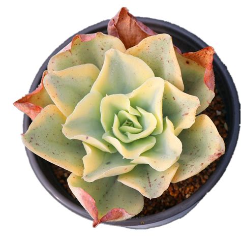 Echeveria Moon River Variegated Rare Natural Live Plants Succulents