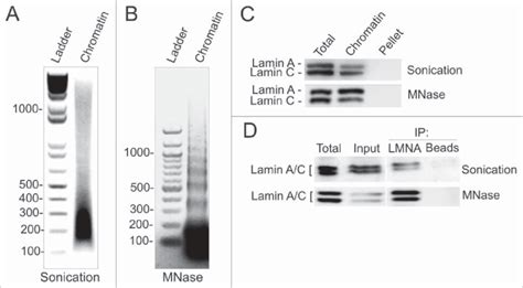 Chromatin Fragmentation By Sonication Or Digestion With Micrococcal