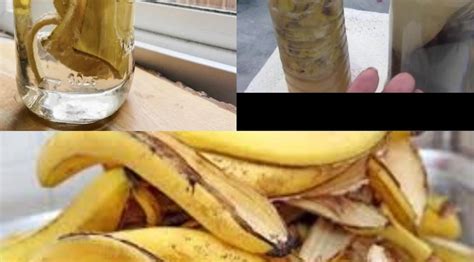 Metti Le Bucce Di Banana Nelle Bottiglie Di Plastica E La Tua Vita