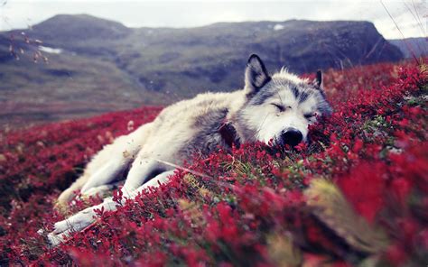 Serene Wolf in Nature - HD Wallpaper