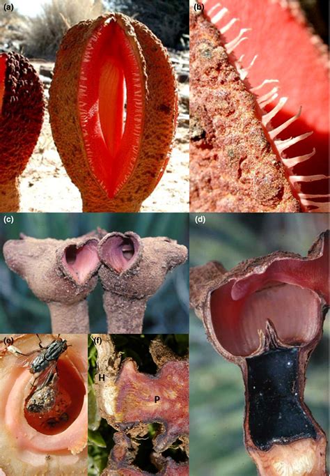 Hydnora Africana Facts