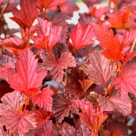 Пухироплідник калинолистий 'Schuch' / Physocarpus opulifolius 'Schuch ...