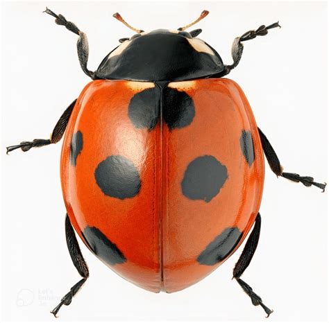 Coccinelle Fond Blanc Royalty Free Photos And Stock Images