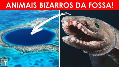 10 ANIMAIS BIZARROS DA FOSSA DAS MARIANAS YouTube