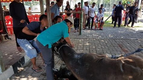 Hari Raya Iduladha Pelindo Iv Sembelih Ekor Hewan Kurban Tribun