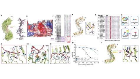 李海涛课题组《nature Communications》发文揭示中心粒纤毛长度控制机制北京生物结构前沿研究中心