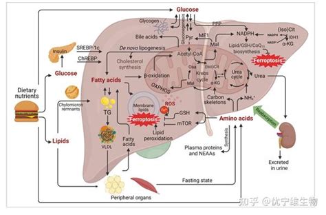 铁死亡也能治疗肝脏疾病？——一文带你了解其通路机制 知乎