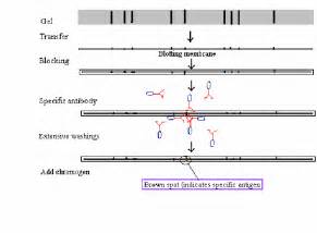 Important Steps In Localization Of Specific Antigens During