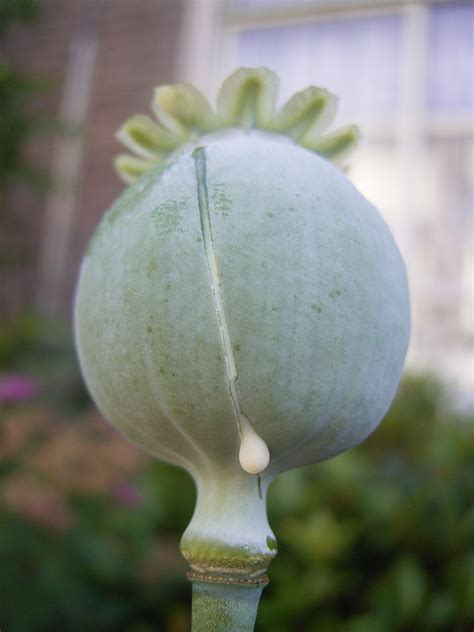 Encyclopedia of Trivia: Opium