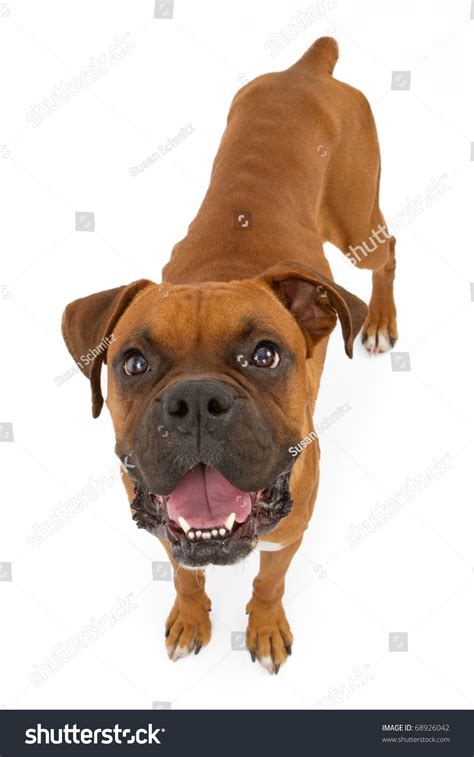 Malnourished Rescued Boxer Dog Ribs Showing Stock Photo 68926042 | Shutterstock