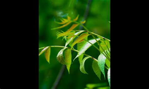 Benefits Of Neem Leaves For Hair Growth