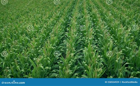 Corn Crops On Windy Summer Day Stock Video Video Of Crop Golden 258554929