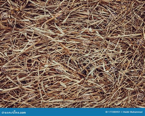 Top View Of Dry Grass In The Field Dried Grass Texture Background