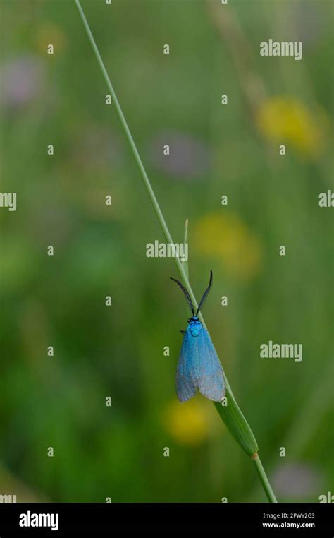 Small Blue Moth In Nature On A Plant Close Up Blue Insect With Blue