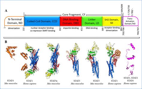 Structure Of The Stat Proteins A Stats Structure Is Composed Of A