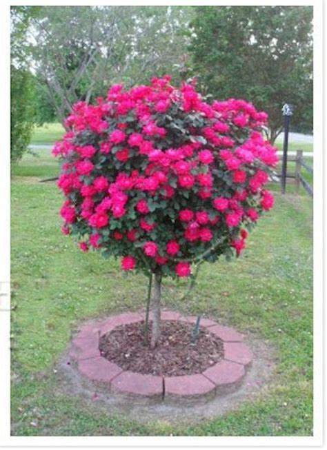 10 RED ROSE TREE seeds – Angela's Heavenly Garden