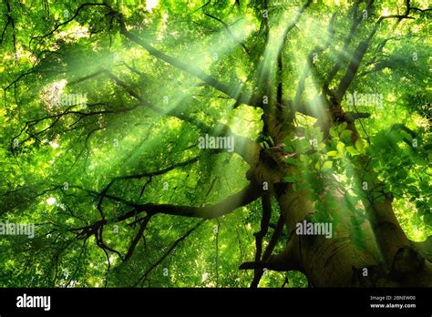 Sun Rays Falling Through A Tree Crown Hi Res Stock Photography And