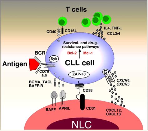 Figure 1 From The Lymphatic Tissue Microenvironments In Chronic Lymphocytic Leukemia In Vitro