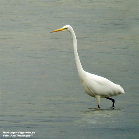 Marburger Vogelwelt De Silberreiher Great White Egret Egretta Alba