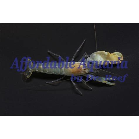 Pistol Shrimp | Affordable Aquaria