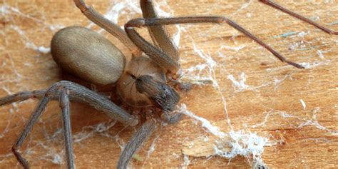 A man shared photos of skin healing after a brown recluse spider bite ...