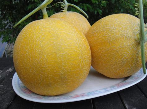 Magseeds Melon Hybrids