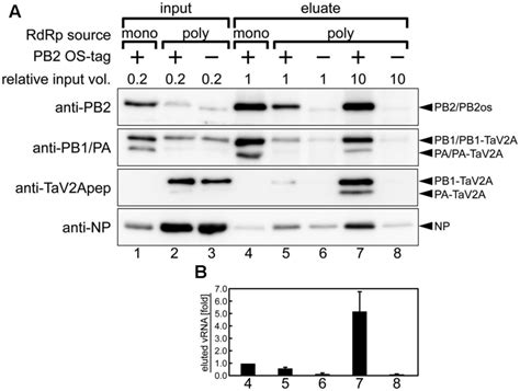 Affinity Pull Down Assay Of Reconstituted Vrnp A Western Blotting