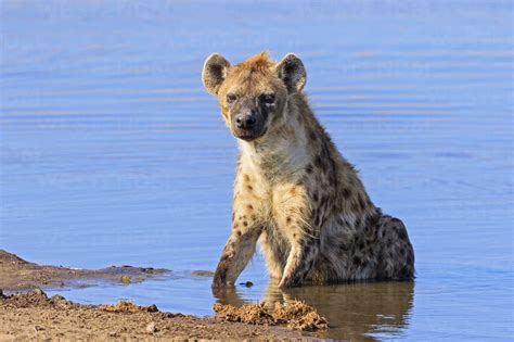 Namibia Etosha National Park Spotted Hyena Sitting At Chudop