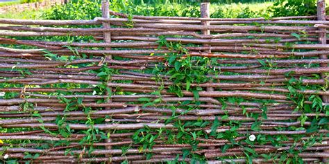 Natuurlijke Tuinafsluiting Met Planten Of Zonder Vergelijking