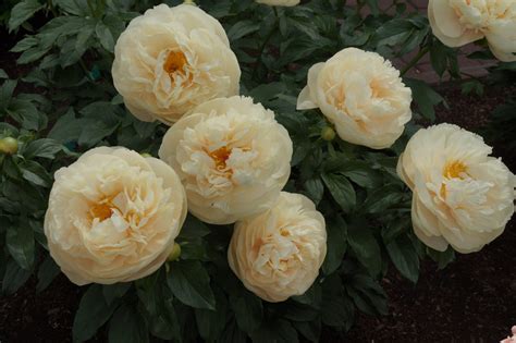 Pastelegance Peony Aps Gold Medal Halifax Perennials Inc