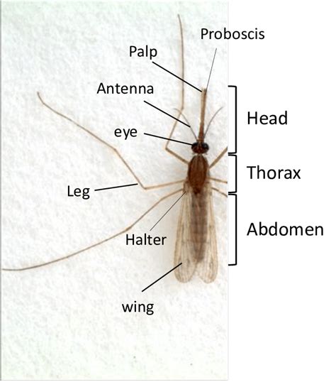 Anatomy of an adult mosquito | Download Scientific Diagram