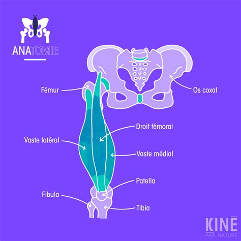 Comprendre Lanatomie Du Corps Humain Les Quadriceps