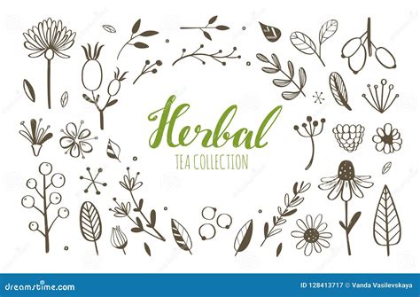 Herbal Tea And Floral Doodle Set Vector Stock Vector Illustration Of