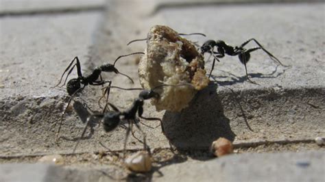 How Ants Cooperate To Move Heavy Loads Mental Floss