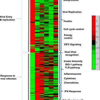 Host Gene Expression In Response To RSV Infection A549 Cells Or MDM