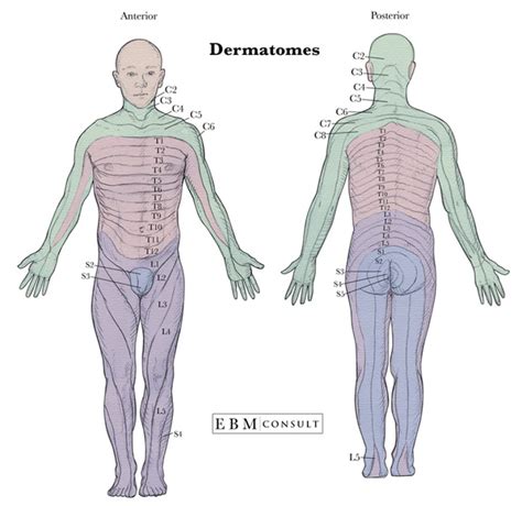 Anatomy: Dermatomes Full Body Anterior Posterior Image Intended For Printable Dermatome Map ...