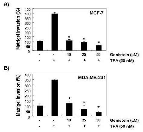 Inhibition Of TPA Induced Cells Invasion By Genistein In MCF 7 And