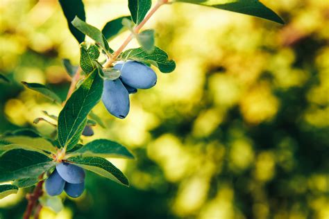 Haskap Berry Farms Ltd