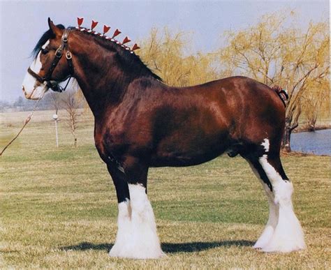 Clydesdale horse breed horses, photos, description, cultivation