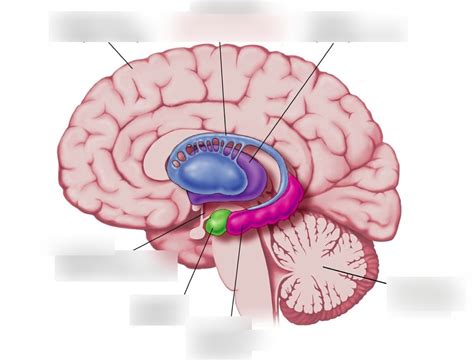 Brain Stem Limbic System Other Stuff Other Stuff Brain Stem