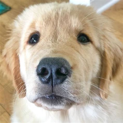 Golden Retrievers On Instagram Our Wednesday Cuteness Overload