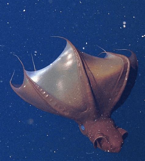 Vampire Squid Facts: They Eat Zooplankton, Waste, and Mucus - Odd Facts