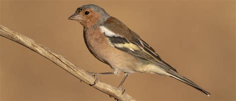 Alles over de Vink in Nederland | Vogel-blog