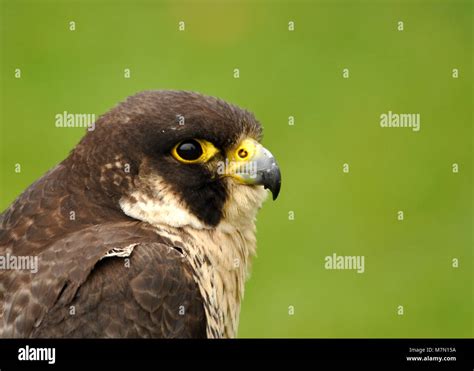 Peregrine Falcon Falco Peregrinus Detailed Close Up Side On Head Shot