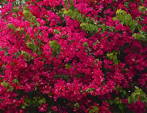 Bougainvillea Care And Uk Growing Tips Upgardener™