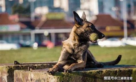 为什么马犬能成为警犬，原因有下面7个，你想了解吗？工作