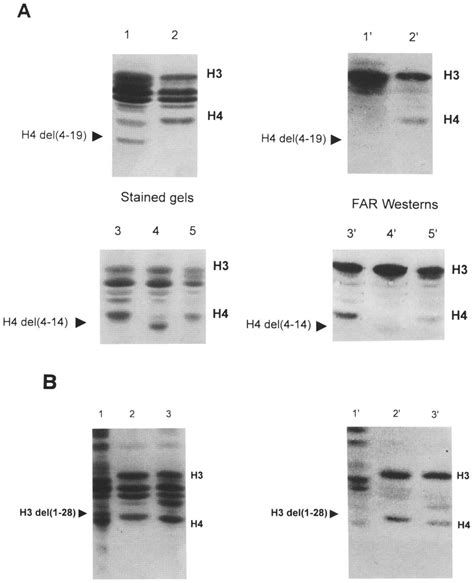 Tupl Interacts With The Amino Termini Of Histones H3 And H4 A