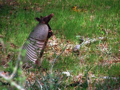 Texas Armadillo Standing | Rustic Images | Foundmyself