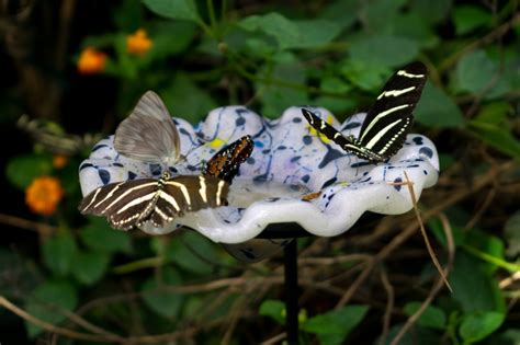 Schmetterlinge F Ttern So Stellen Sie Einen Schmetterlingstrunk Her