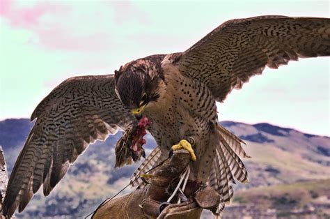 Free stock photo of Falcon in flight